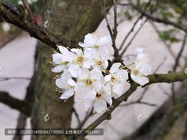 李子花及樹枝