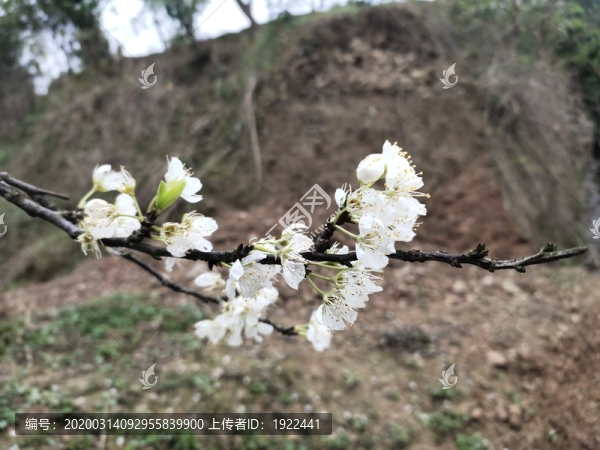 李子花
