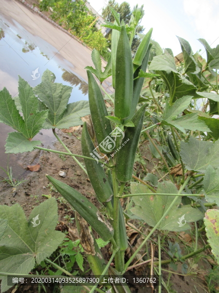 秋葵保健植物