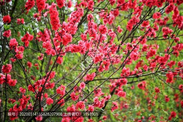 桃花