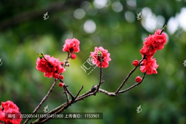蟠桃花