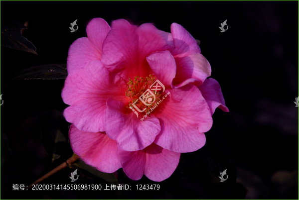 茶花