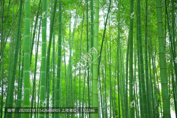 竹林