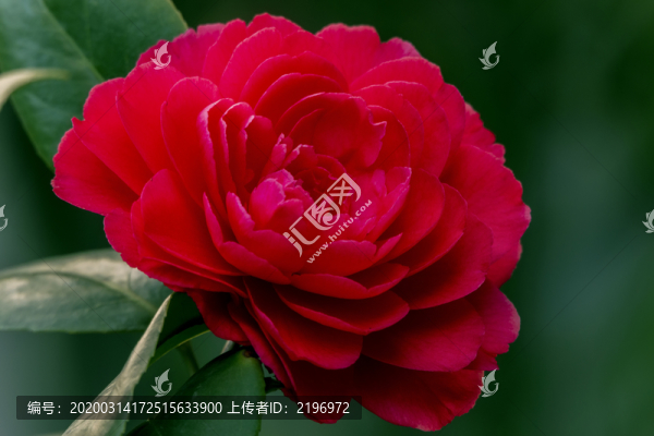 紅茶花