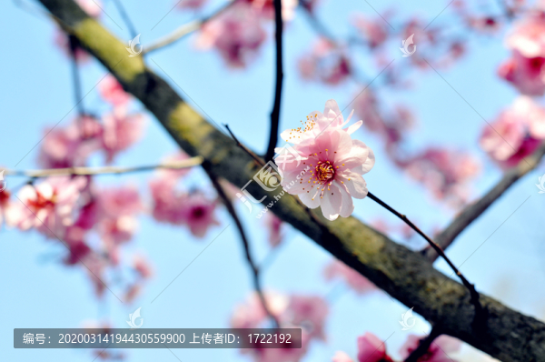 南京中山植物園