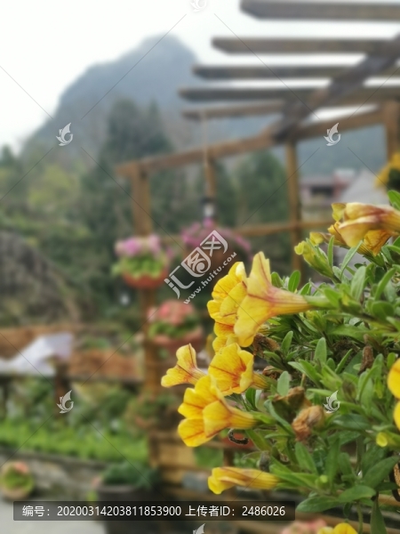 金雀花