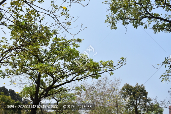 樹的上空