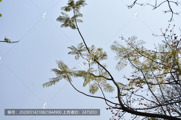 樹(shù)枝