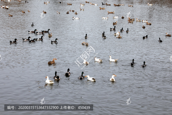 水中鴨鵝