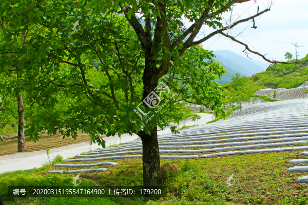 鎮(zhèn)坪地膜七