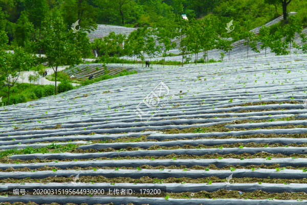 鎮(zhèn)坪地膜一