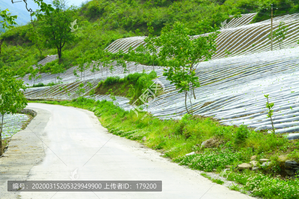 鎮(zhèn)坪地膜七
