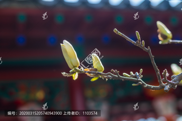 玉蘭花07