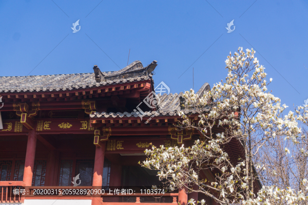 玉蘭花20
