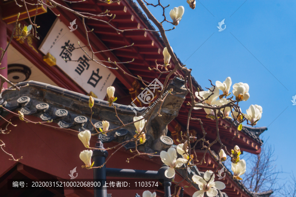 玉蘭花23