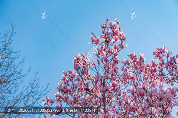 玉蘭花31