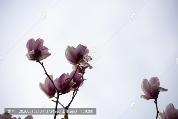 櫻花花草十