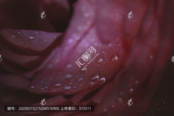 花瓣