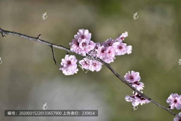 桃花