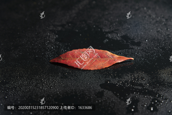 紅色樹(shù)葉
