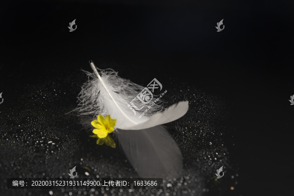 鮮艷羽毛