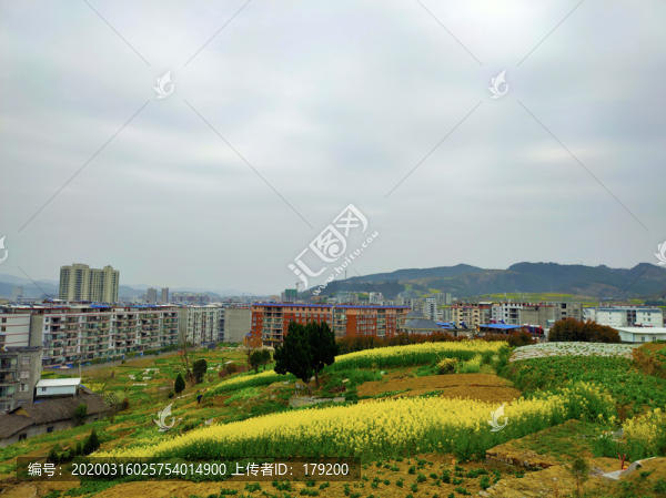 油菜三