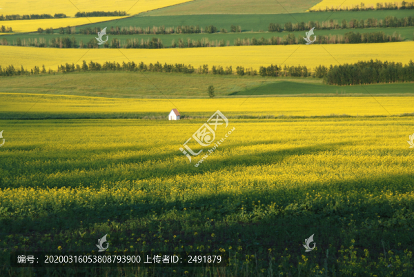 油菜花海
