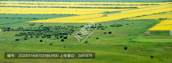 油菜花海