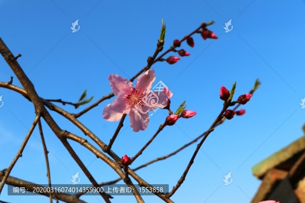 桃花