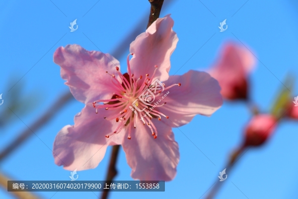 桃花