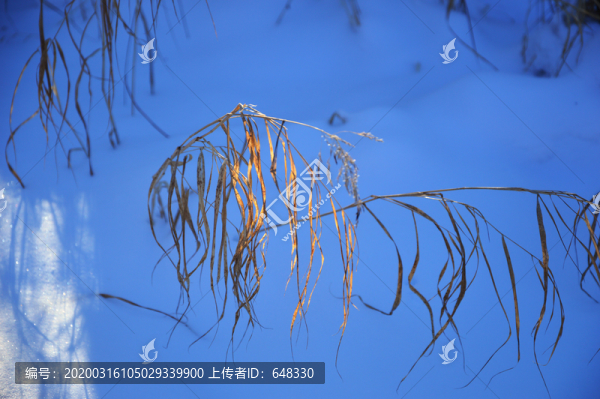 枯草