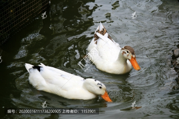 土鴨