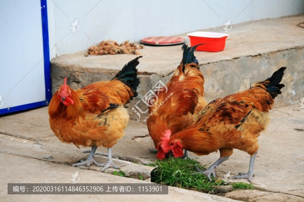 農(nóng)家土雞