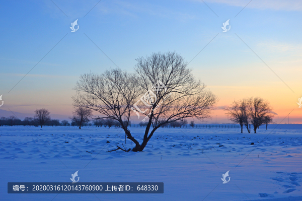 濕地樹林