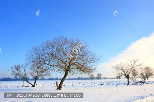 濕地樹林
