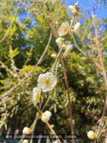 白梅