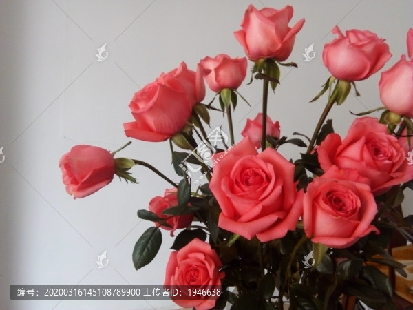 玫瑰花