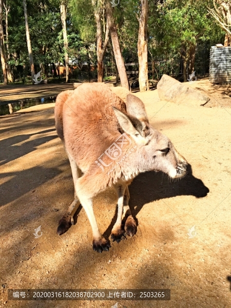 袋鼠
