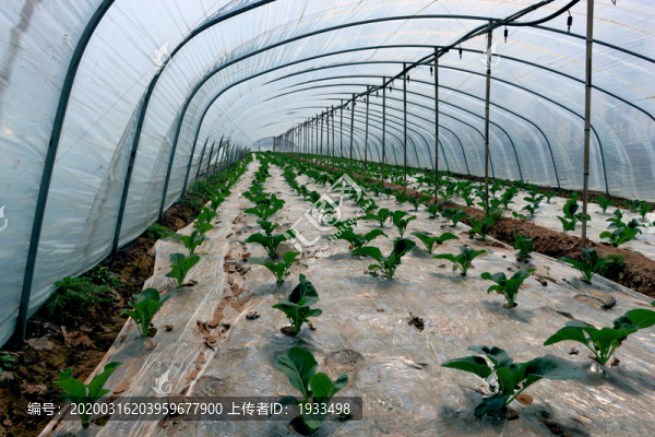 蔬菜大棚