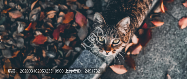 貓