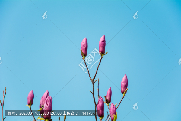 玉蘭花