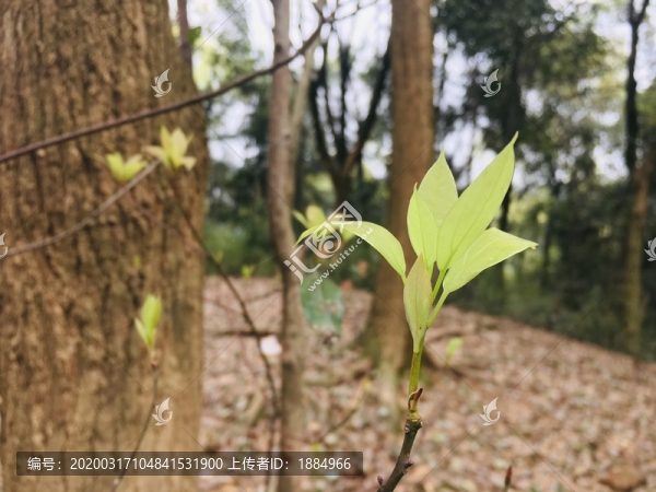 春天新生的樹葉