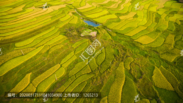 貴州高坡稻田梯田風景