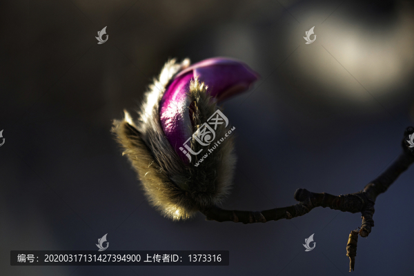 玉蘭花