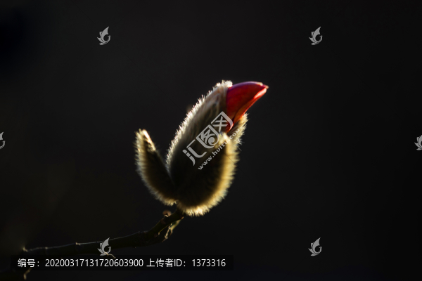 玉蘭花