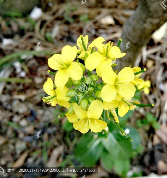 油菜花