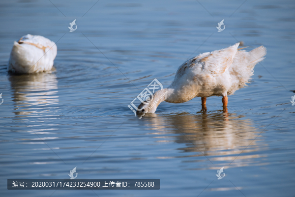 水鴨