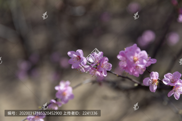 櫻花