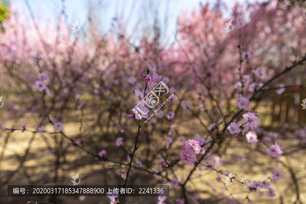 櫻花花卉