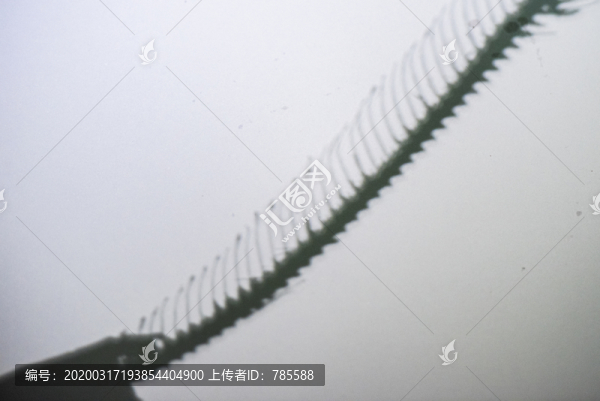 秋刀魚骨